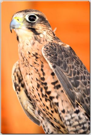 Falcon (1).jpg